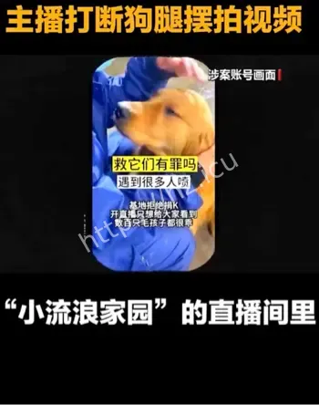 主播虐狗摆拍诈骗250万